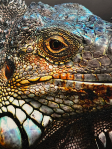 Showroom Picture (2)